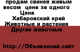 продам свиней живым весом  цена за одного › Цена ­ 10 000 - Хабаровский край Животные и растения » Другие животные   